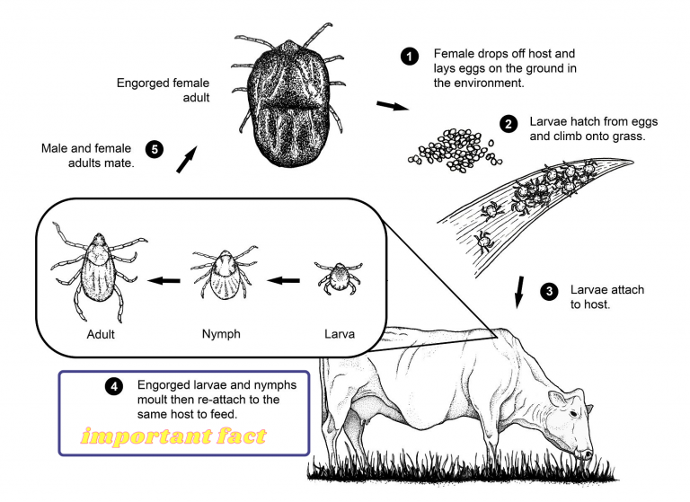 Cattle Tick Control Strategy Chemvet