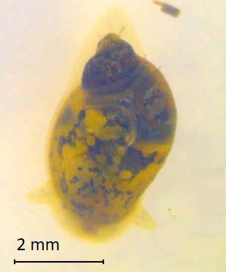 Lymnae tomentosa