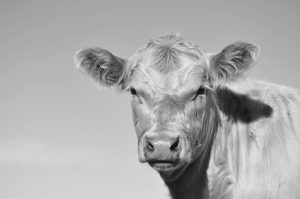 Drenching Programs for Weaner Cattle