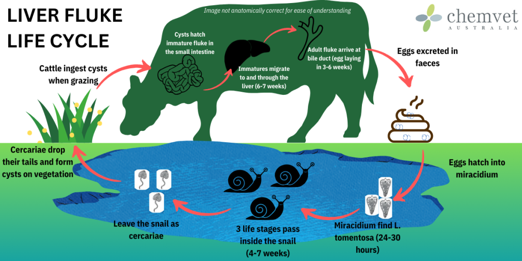 Liver Fluke Life Cycle