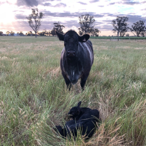 Preventing Grass Tetany in Cattle